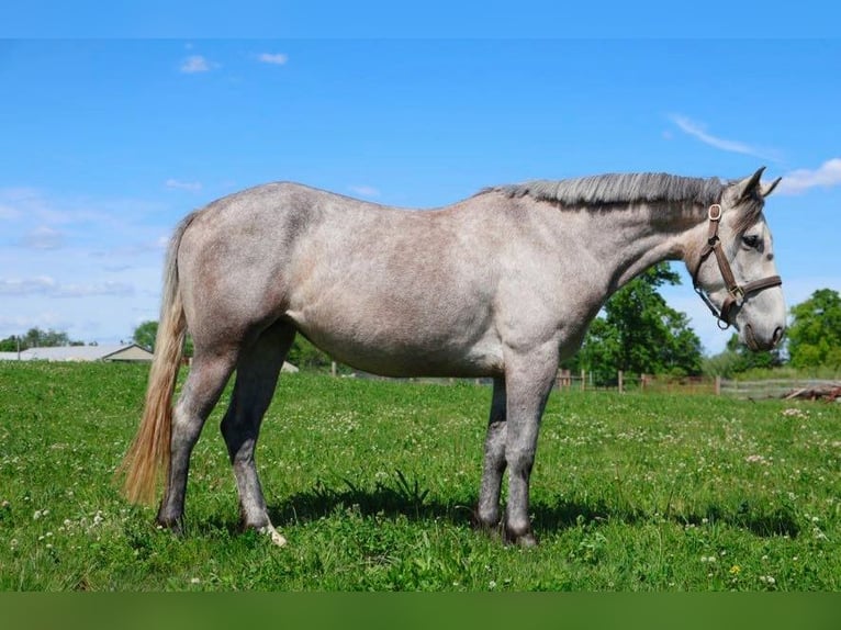 American Quarter Horse Ruin 4 Jaar 142 cm Schimmel in Howell, MI