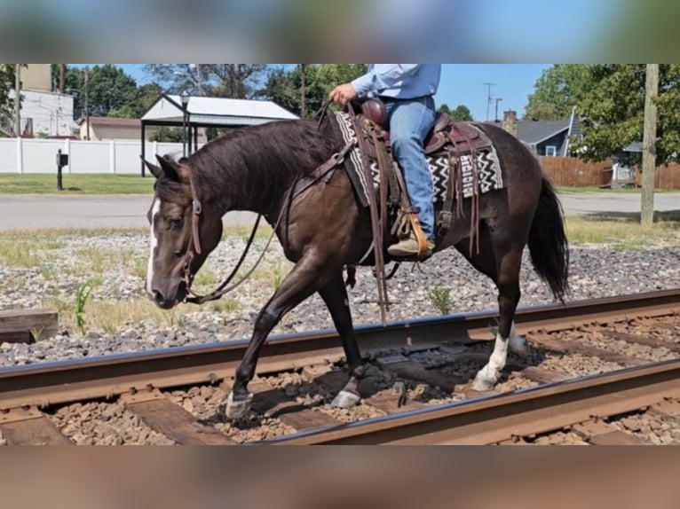 American Quarter Horse Ruin 4 Jaar 142 cm Zwart in Robards KY