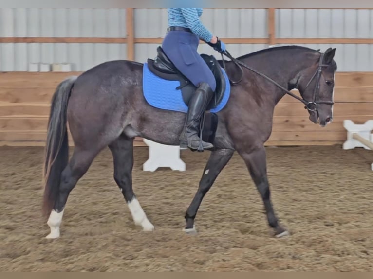 American Quarter Horse Ruin 4 Jaar 142 cm Zwart in Robards KY