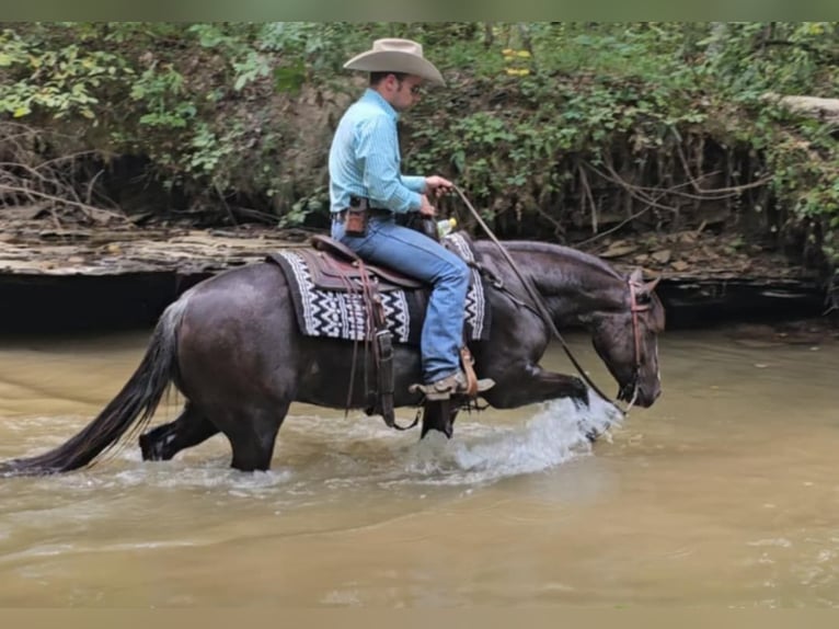 American Quarter Horse Ruin 4 Jaar 142 cm Zwart in Robards KY