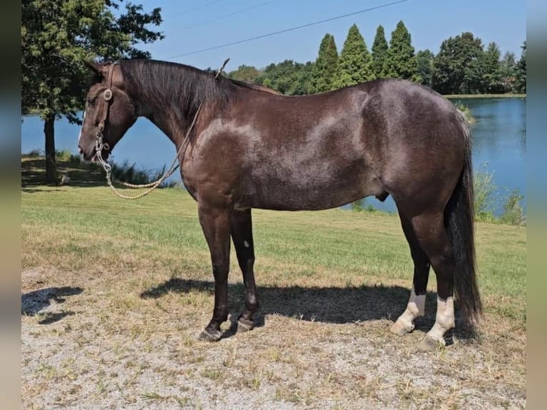 American Quarter Horse Ruin 4 Jaar 142 cm Zwart in Robards KY