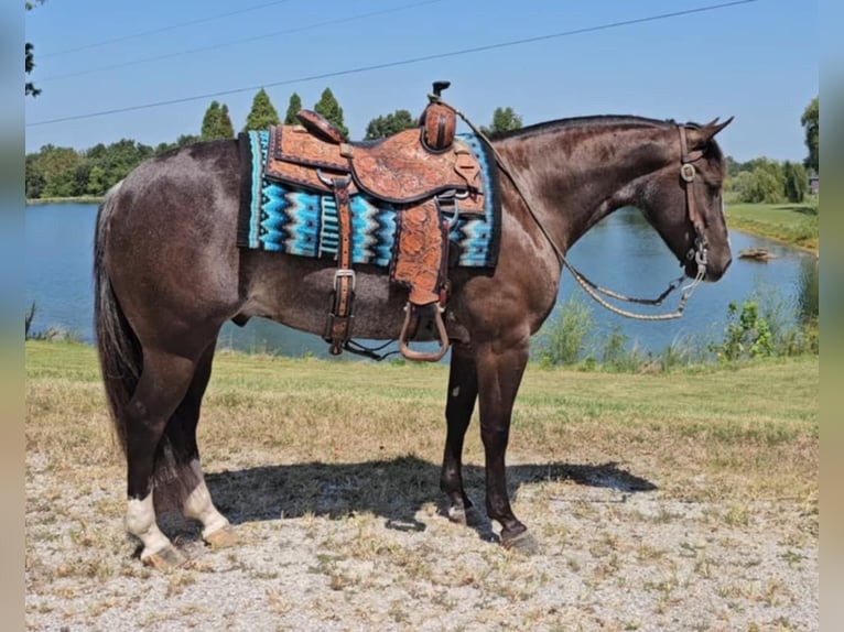 American Quarter Horse Ruin 4 Jaar 142 cm Zwart in Robards KY