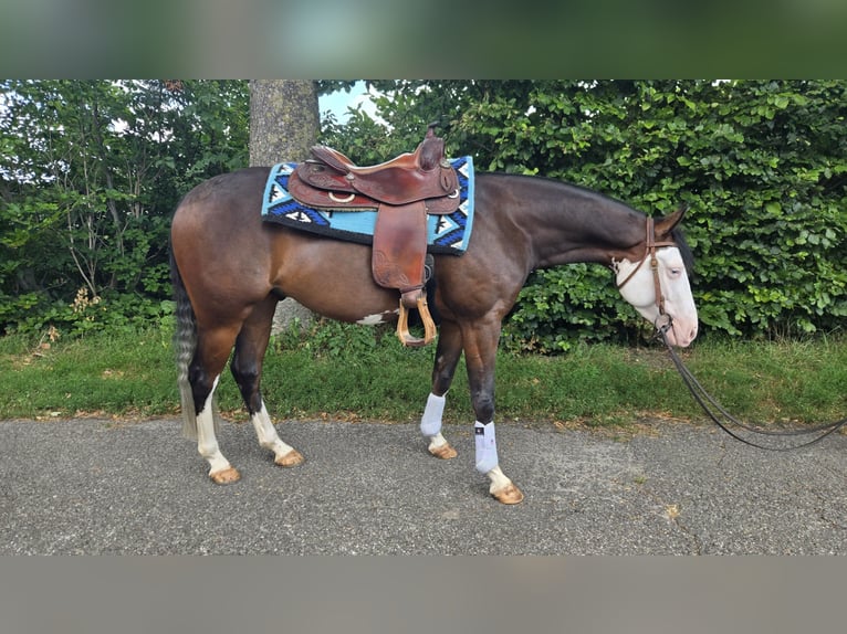 American Quarter Horse Ruin 4 Jaar 143 cm Donkerbruin in Rotstergaast