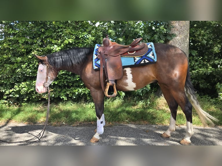 American Quarter Horse Ruin 4 Jaar 143 cm Donkerbruin in Rotstergaast