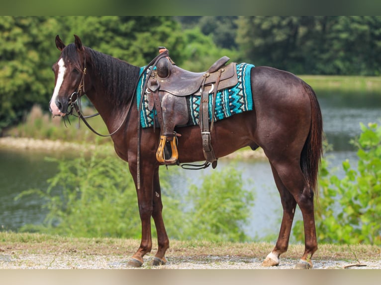 American Quarter Horse Ruin 4 Jaar 145 cm Donkere-vos in Robards