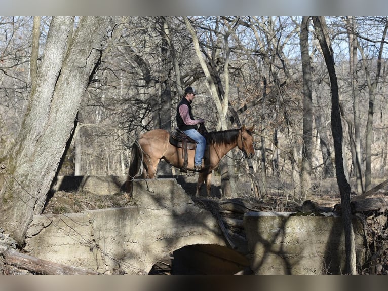 American Quarter Horse Ruin 4 Jaar 145 cm Falbe in Sweet Springs MO