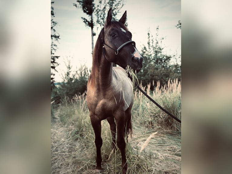 American Quarter Horse Ruin 4 Jaar 145 cm Grullo in Amstetten