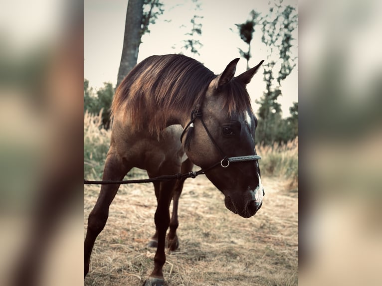 American Quarter Horse Ruin 4 Jaar 145 cm Grullo in Amstetten