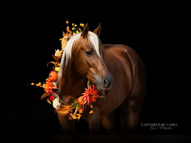 American Quarter Horse Ruin 4 Jaar 145 cm Palomino in Lewistown
