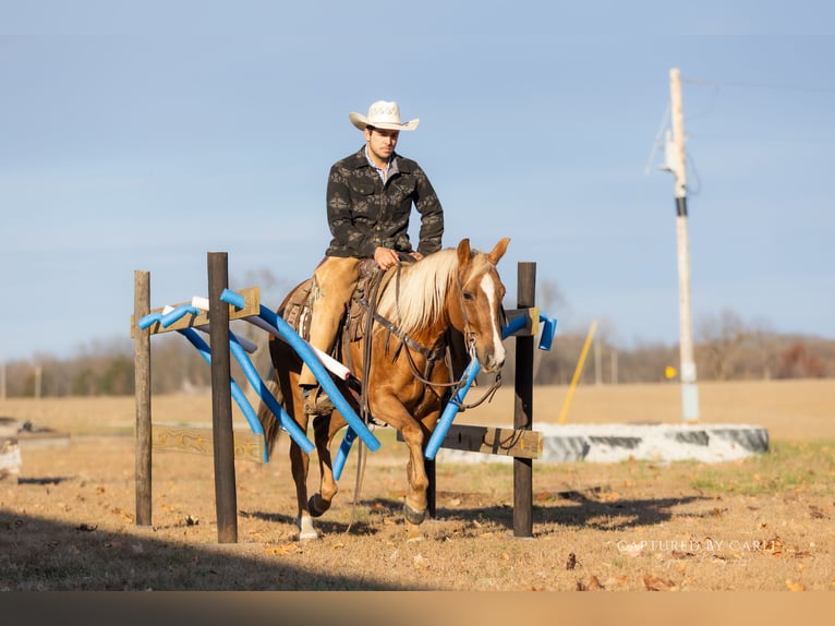 American Quarter Horse Ruin 4 Jaar 145 cm Palomino in Lewistown