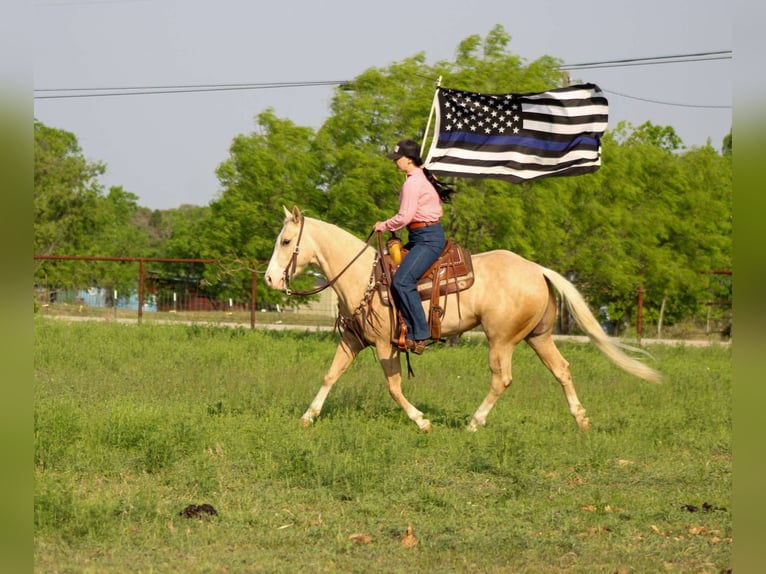 American Quarter Horse Ruin 4 Jaar 145 cm Palomino in Stephenville TX