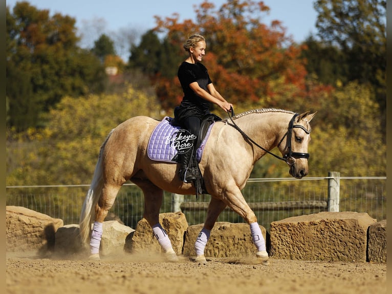 American Quarter Horse Ruin 4 Jaar 145 cm Palomino in Millersburg