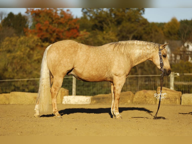 American Quarter Horse Ruin 4 Jaar 145 cm Palomino in Millersburg