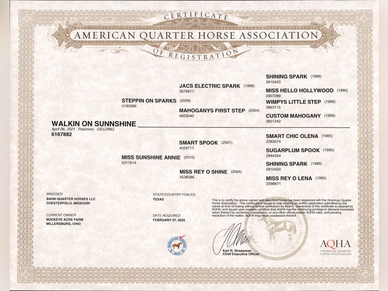 American Quarter Horse Ruin 4 Jaar 145 cm Palomino in Millersburg