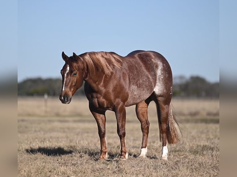 American Quarter Horse Ruin 4 Jaar 145 cm Roodvos in Waco