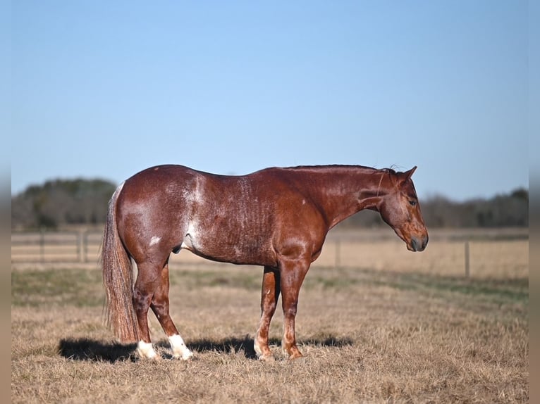 American Quarter Horse Ruin 4 Jaar 145 cm Roodvos in Waco