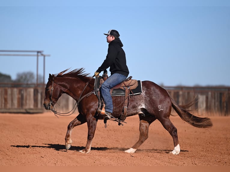 American Quarter Horse Ruin 4 Jaar 145 cm Roodvos in Waco