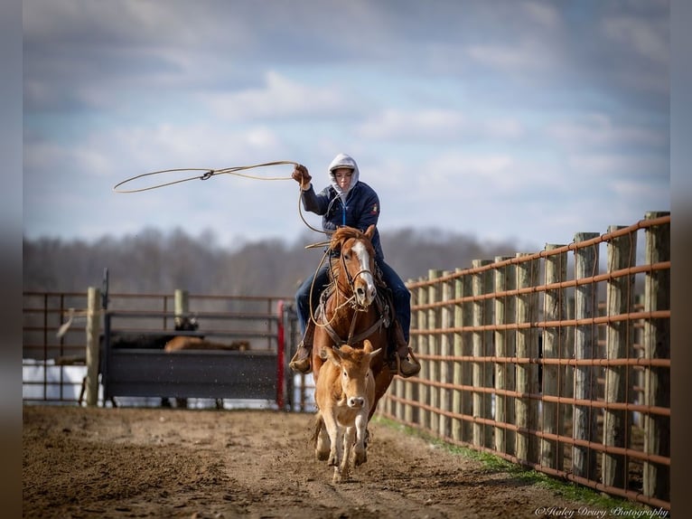 American Quarter Horse Ruin 4 Jaar 145 cm Roodvos in Auburn, KY