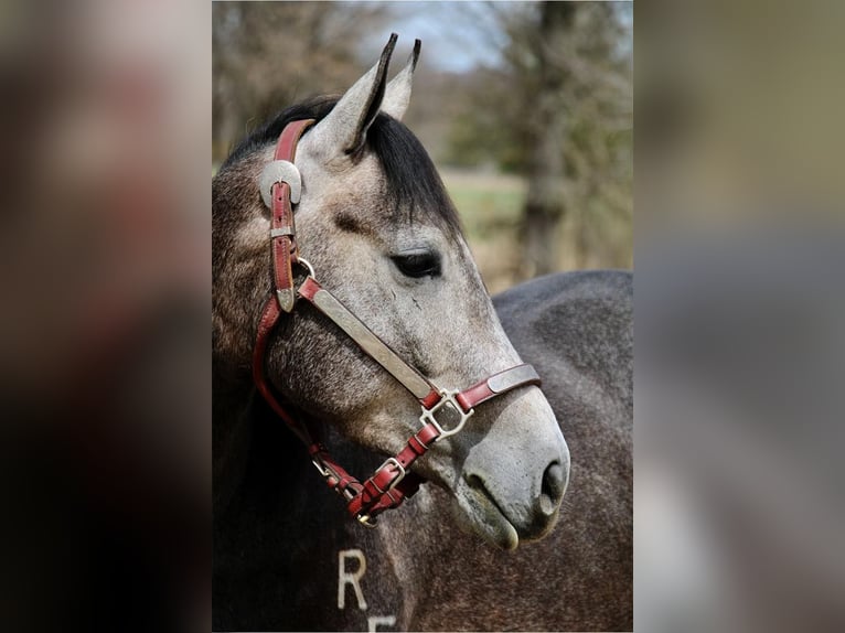 American Quarter Horse Ruin 4 Jaar 145 cm Schimmel in Howell MI