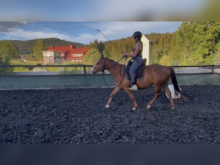 American Quarter Horse Mix Ruin 4 Jaar 146 cm Vos in Breitnau
