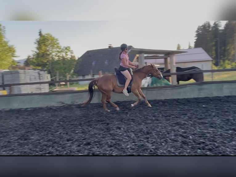 American Quarter Horse Mix Ruin 4 Jaar 146 cm Vos in Breitnau
