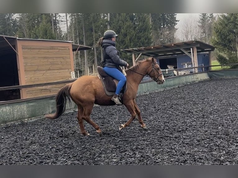 American Quarter Horse Mix Ruin 4 Jaar 146 cm Vos in Breitnau