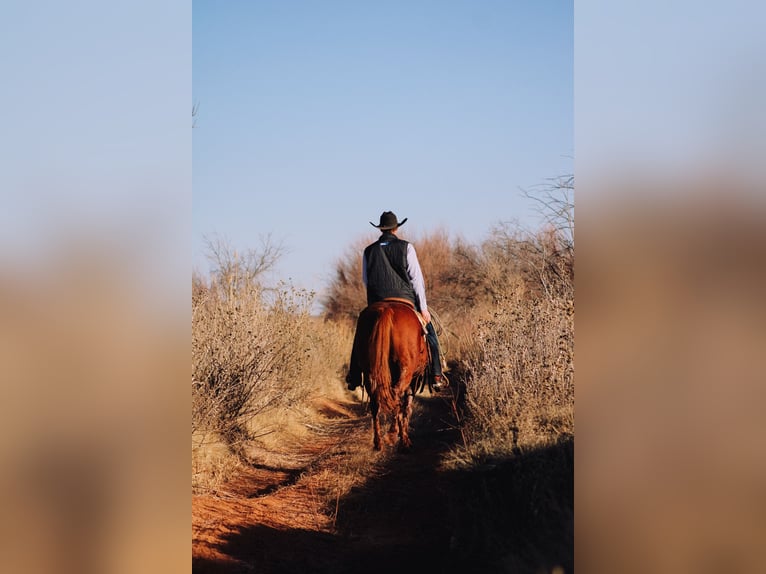 American Quarter Horse Ruin 4 Jaar 147 cm Donkere-vos in Wildorado, TX