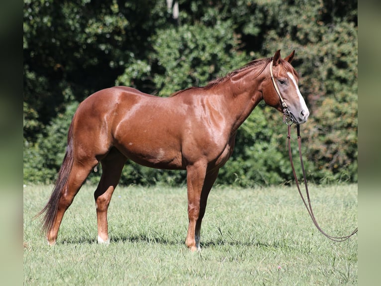 American Quarter Horse Ruin 4 Jaar 147 cm Donkere-vos in Hugo, OK