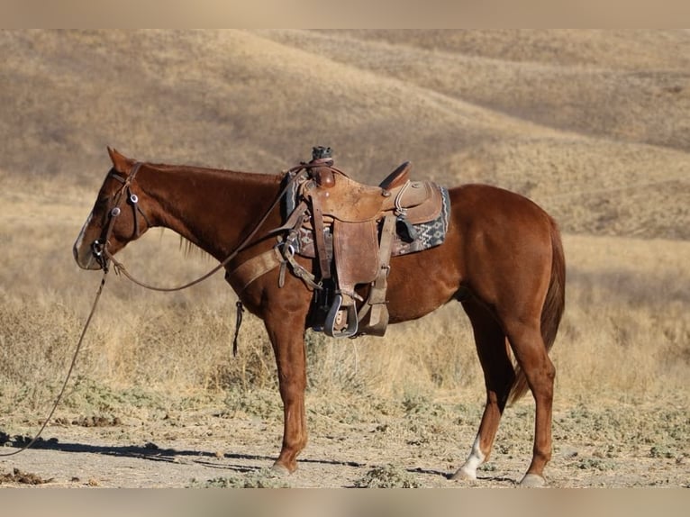 American Quarter Horse Ruin 4 Jaar 147 cm Donkere-vos in King City CA