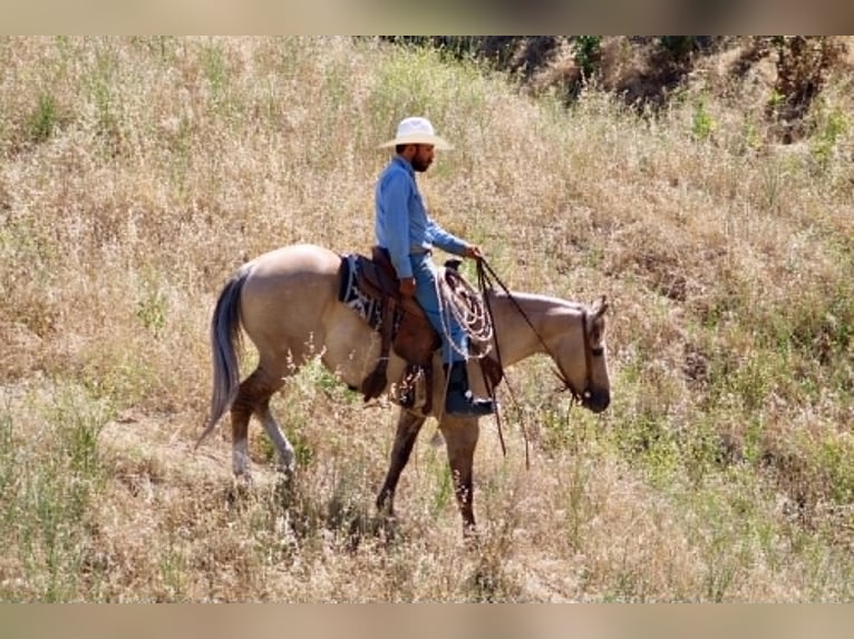 American Quarter Horse Ruin 4 Jaar 147 cm Falbe in King City