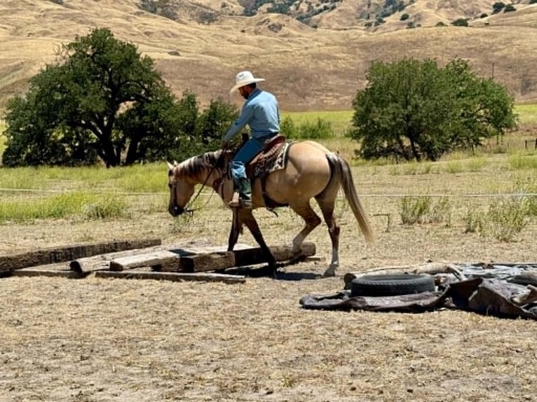American Quarter Horse Ruin 4 Jaar 147 cm Falbe in King City