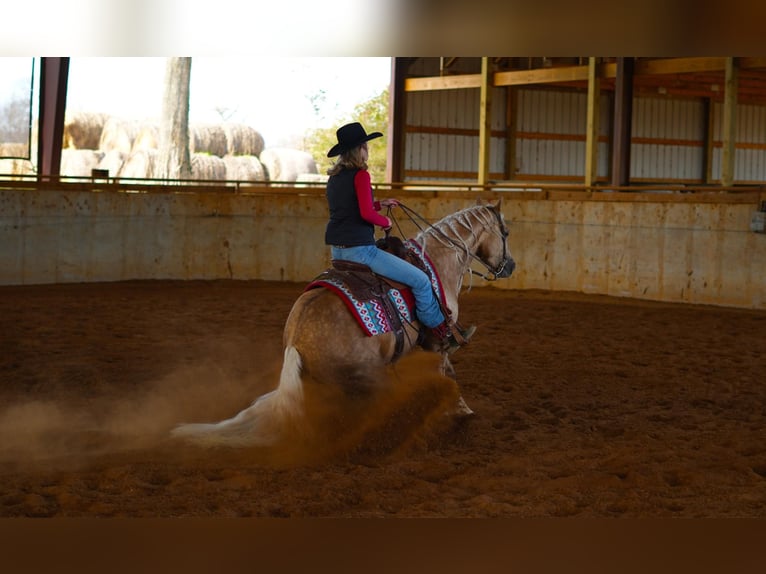 American Quarter Horse Ruin 4 Jaar 147 cm Palomino in Madisonville