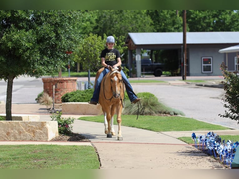 American Quarter Horse Ruin 4 Jaar 147 cm Palomino in Pilot Point