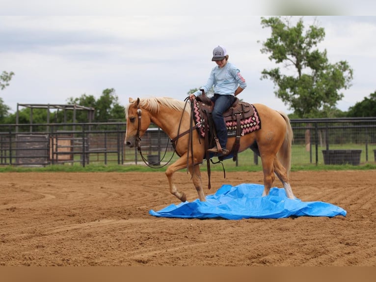 American Quarter Horse Ruin 4 Jaar 147 cm Palomino in Pilot Point