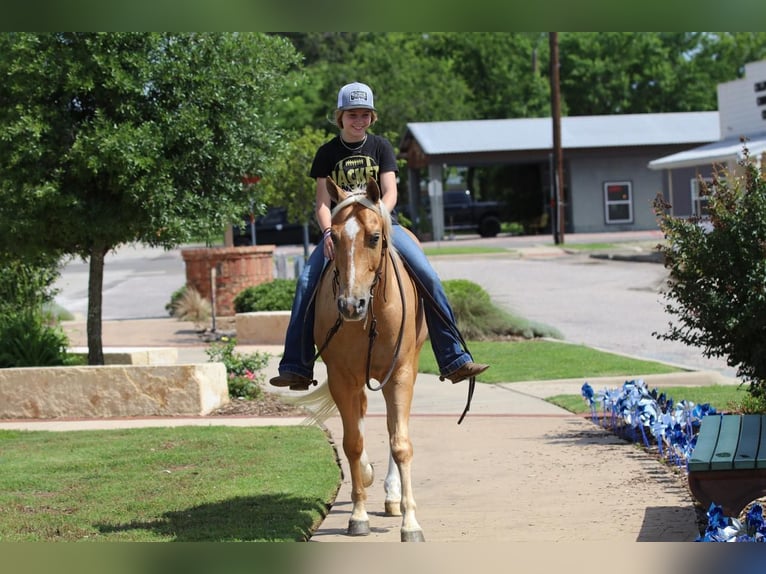 American Quarter Horse Ruin 4 Jaar 147 cm Palomino in Pilot Point