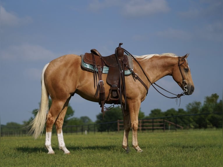 American Quarter Horse Ruin 4 Jaar 147 cm Palomino in Pilot Point