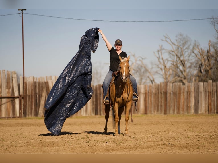 American Quarter Horse Ruin 4 Jaar 147 cm Palomino in Whitesboro, TX