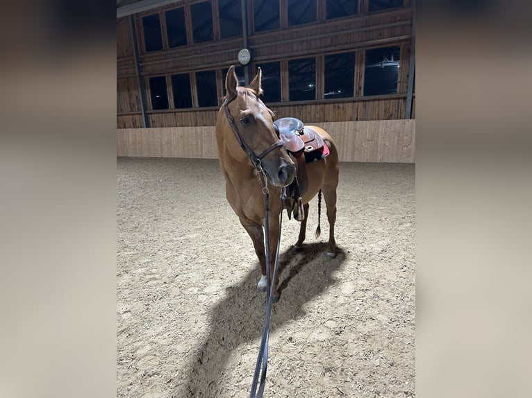 American Quarter Horse Ruin 4 Jaar 147 cm Red Dun in Igls