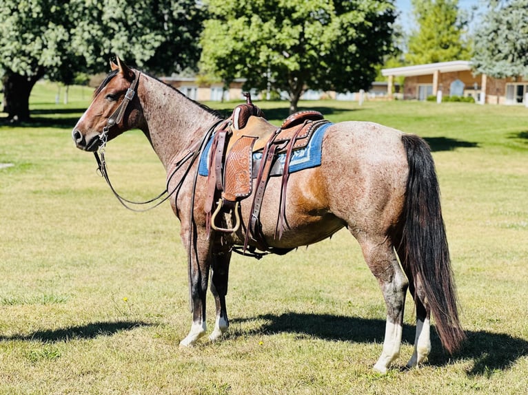 American Quarter Horse Ruin 4 Jaar 147 cm Roan-Bay in Zearing, IA