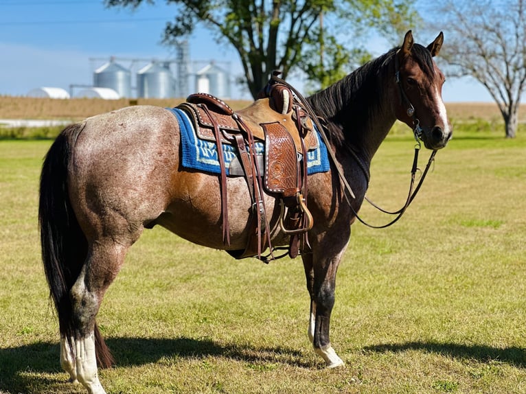 American Quarter Horse Ruin 4 Jaar 147 cm Roan-Bay in Zearing, IA