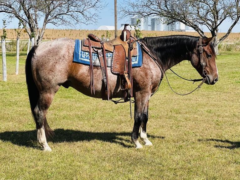 American Quarter Horse Ruin 4 Jaar 147 cm Roan-Bay in Zearing, IA