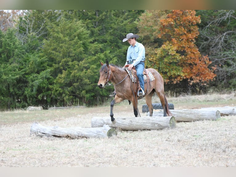 American Quarter Horse Ruin 4 Jaar 147 cm Roan-Bay in Cole Camp MO