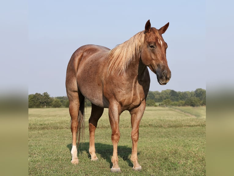 American Quarter Horse Ruin 4 Jaar 147 cm Roan-Red in Buffalo, MO