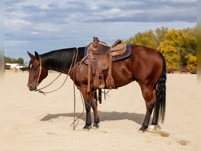American Quarter Horse Ruin 4 Jaar 147 cm Roodbruin in New Plymouth
