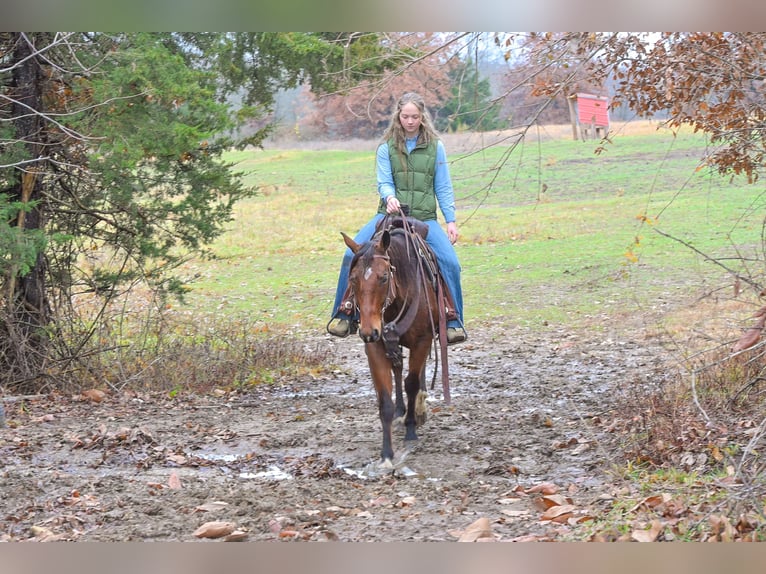 American Quarter Horse Ruin 4 Jaar 147 cm Roodbruin in Keytesville