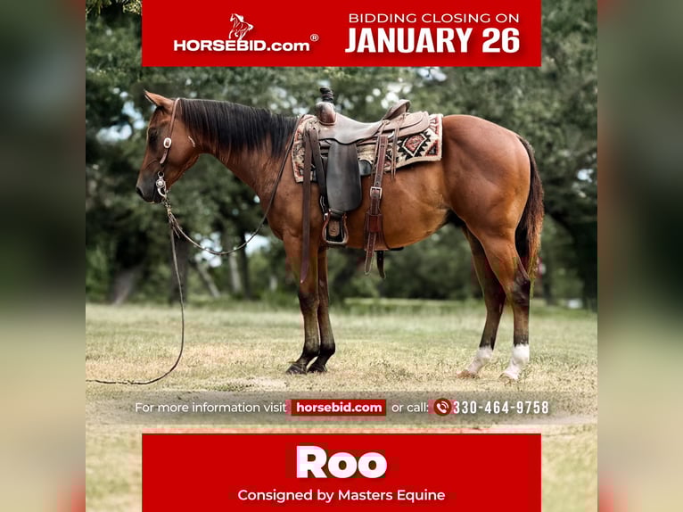American Quarter Horse Ruin 4 Jaar 147 cm Roodbruin in Orrville