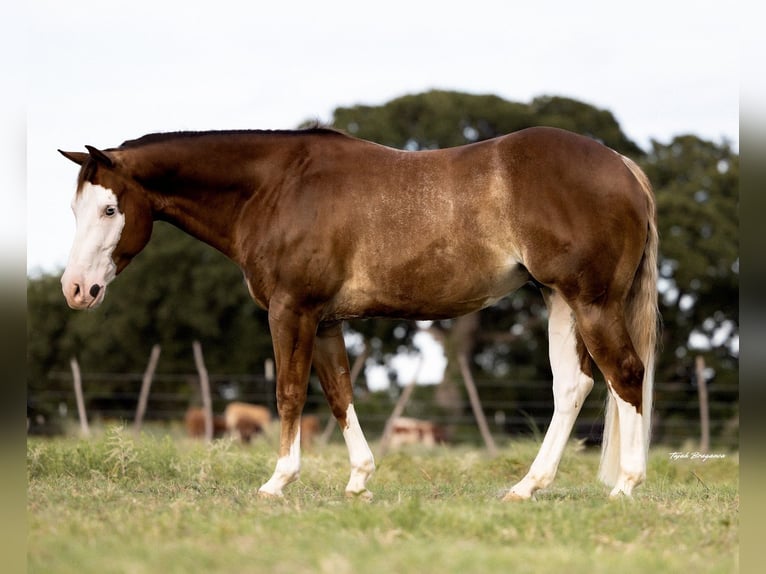 American Quarter Horse Ruin 4 Jaar 147 cm Roodvos in Cisco