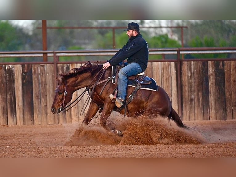 American Quarter Horse Ruin 4 Jaar 147 cm Roodvos in Waco