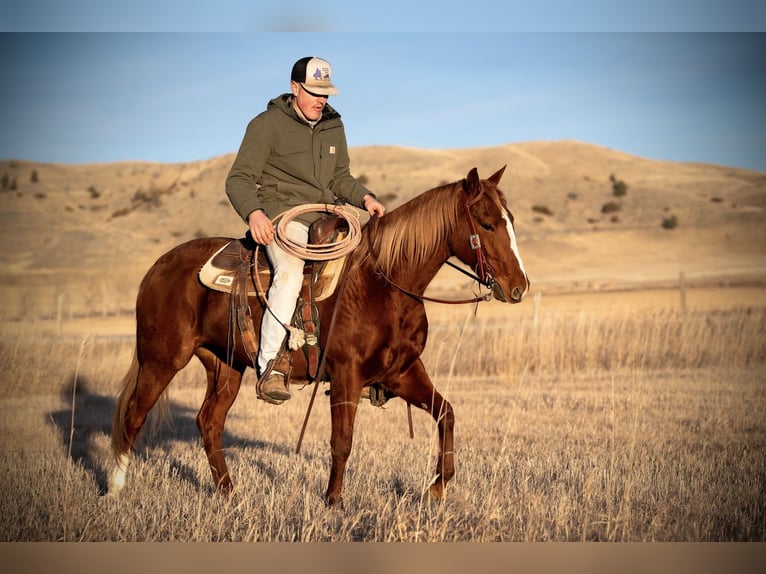 American Quarter Horse Ruin 4 Jaar 147 cm Roodvos in Greycliff