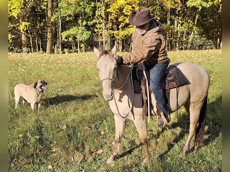 American Quarter Horse Ruin 4 Jaar 148 cm Champagne in Müglitztal